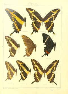 Macrolepidoptera15seit 0023 by Adalbert Seitz
. Used under a Public domain license.