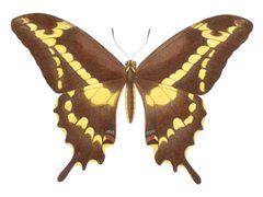 Male Papilio aristodemus by Ramón de la Sagra (1798–1871). Used under a Public domain license.