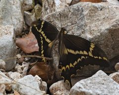 Papilio aristodemus 228514394 by TOUROULT Julien. Used under a CC BY 4.0 license.
