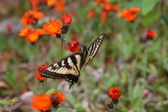 Papilio canadensis PJC2 by Cephas. Used under a CC BY-SA 3.0 license.