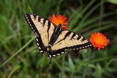 Papilio canadensis PJC3 by Cephas. Used under a CC BY-SA 3.0 license.