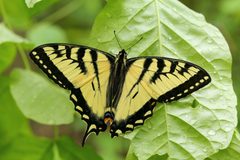 Papilio canadensis UL 01 by Cephas. Used under a CC BY-SA 4.0 license.