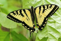 Papilio canadensis UL 03 by Cephas. Used under a CC BY-SA 4.0 license.