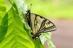 Papilio canadensis UL 04 by Cephas. Used under a CC BY-SA 4.0 license.