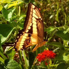Papilio cresphontes 20161011 by Asosab. Used under a CC BY-SA 4.0 license.