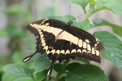 Papilio cresphontes 55zz by Photo by David J. Stang. Used under a CC BY-SA 4.0 license.