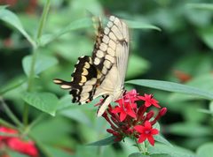 Papilio cresphontes 57zz by Photo by David J. Stang. Used under a CC BY-SA 4.0 license.