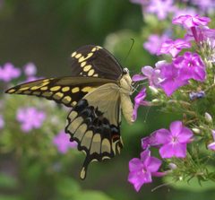 Papilio cresphontes P1230900a by 
xpda. Used under a CC BY-SA 4.0 license.