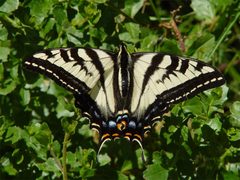 Papilio eurymedon 000 by wikipedia. Used under a CC BY 2.5 license.