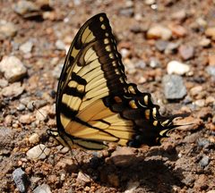 Eastern Tiger Swallowtail Papilio glaucus 2000px by Photo (c)2006 Derek Ramsey (Ram-Man). Used under a GFDL 1.2 license.