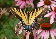 Eastern Tiger Swallowtail Papilio glaucus Wings 2908px by Photo by and (c)2007 Derek Ramsey (Ram-Man). Used under a GFDL 1.2 license.