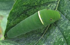 Papiio glaucus larva by Jacy Lucier. Used under a CC BY-SA 4.0 license.