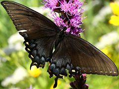Papilio glaucus-female dark form by Peterwchen. Used under a CC BY-SA 4.0 license.
