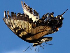 Papilio glaucus-female flying by Peterwchen. Used under a CC BY-SA 4.0 license.