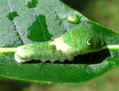 Papilio glaucus larva 1 by Jacy Lucier. Used under a CC BY-SA 4.0 license.