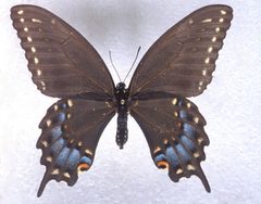 Papilio joanae female by Charles T. and John R. Bryson. Used under a CC BY 3.0 us license.