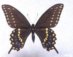 Papilio joanae male by Charles T. and John R. Bryson. Used under a CC BY 3.0 us license.