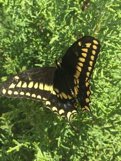 Papilio machaon bairdii 2346488 by Robb Hannawacker. Used under a CC0 license.