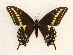 Papilio machaon bairdii 59595045 by Robb Hannawacker. Used under a CC0 license.