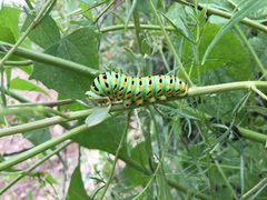 The larvae of the butterfly Papilio machaon ssp. bairdii by Danielkelly4. Used under a CC BY 4.0 license.