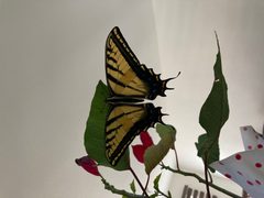 Mariposa Xochiquetzal . Papilio multicaudata by Erik Ortiz. Used under a CC BY-SA 4.0 license.