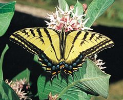 Papilio multicaudata by wikipedia. Used under a Public domain license.