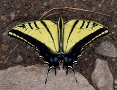 Papilio multicaudata 213188230 by John Rosford. Used under a CC BY 4.0 license.