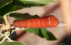 Papilio multicaudata larva by Whitney Cranshaw, Colorado State University, Bugwood.org. Used under a CC BY 3.0 us license.