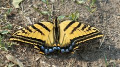 Papilio multicaudata multicaudata 277770978 by rociherrera. Used under a CC0 license.