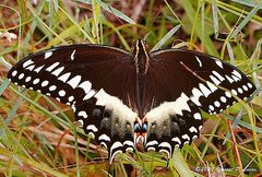 Papilio palamedes by leppyone (Vincent P. Lucas). Used under a CC BY 2.0 license.