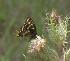Papilio palamedes P1140749a by 
xpda. Used under a CC BY-SA 4.0 license.