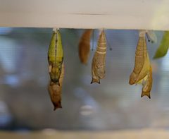 Papilio palamedes chrysalis by S.G.S.. Used under a CC BY-SA 4.0 license.