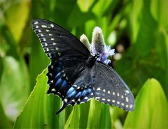 Black Swallowtail Papilio polyxenes asterius by gailhampshire. Used under a CC BY 2.0 license.