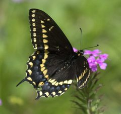 Papilio polyxenes asterius P1020614a by
xpda. Used under a CC BY-SA 4.0 license.