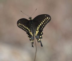 Papilio polyxenes asterius P1240698a by 
xpda. Used under a CC BY-SA 4.0 license.