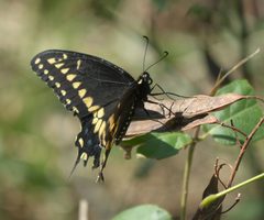 Papilio polyxenes asterius P1280067b by 
xpda. Used under a CC BY-SA 4.0 license.