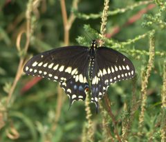 Papilio polyxenes asterius P1540060a by
xpda. Used under a CC BY-SA 4.0 license.