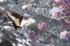 Papilio polyxenes coloro 1712874 by Ken-ichi Ueda. Used under a CC BY 4.0 license.