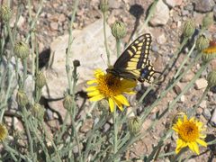 Papilio polyxenes coloro 2731286 by Gordon C. Snelling. Used under a CC BY 4.0 license.