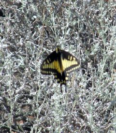 Papilio polyxenes coloro 5824085 by CK Kelly. Used under a CC BY 4.0 license.