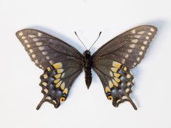 Papilio polyxenes coloro 59747977 by Robb Hannawacker. Used under a CC0 license.