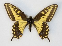 Papilio polyxenes coloro 59754161 by Robb Hannawacker. Used under a CC0 license.