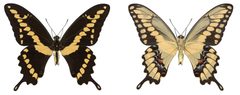 Heraclides rumiko male holotype by Kojiro Shiraiwa, Qian Cong, Nick V. Grishin. Used under a CC BY 4.0 license.