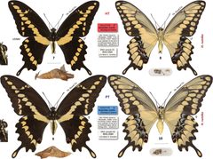Heraclides rumiko type specimens by Kojiro Shiraiwa, Qian Cong, Nick V. Grishin. Used under a CC BY 4.0 license.