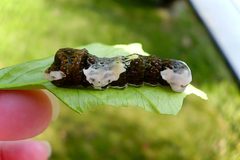 Papilio rumiko larva by TokyoJunkie. Used under a CC BY 2.5 license.