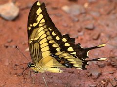 Papilio thoas-ventral by Peterwchen. Used under a CC BY-SA 4.0 license.