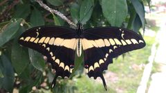 Papilio thoas ssp. autocles by Wendy García Monterrubio. Used under a CC BY-SA 4.0 license.