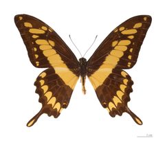 Papilio thoas thoas MHNT dos by Didier Descouens. Used under a CC BY-SA 4.0 license.