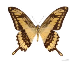 Papilio thoas thoas MHNT ventre by Didier Descouens. Used under a CC BY-SA 4.0 license.