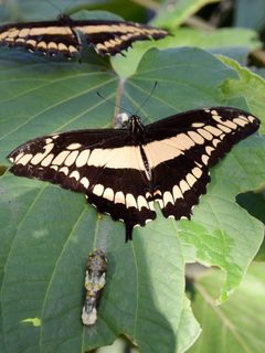 Papilionidae Papilio thoas 1 by NasserHalaweh. Used under a CC BY-SA 4.0 license.